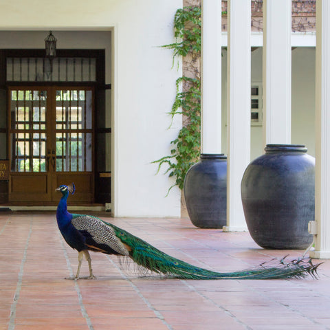 Peacock at La Quinta - Los Poblanos Historic Inn & Organic Farm