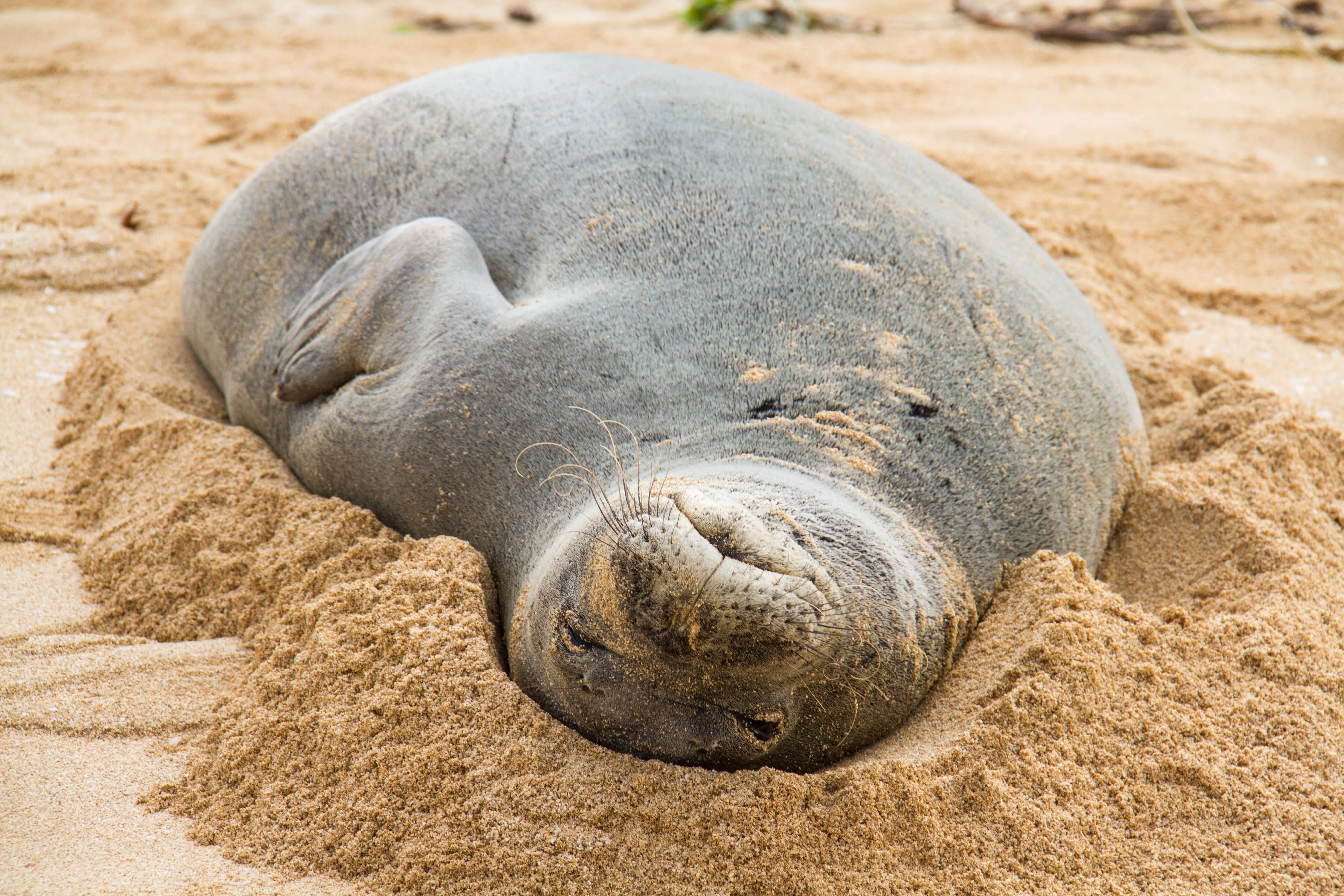 10 Things to Know About Hawaiian Monk Seals – 4ocean