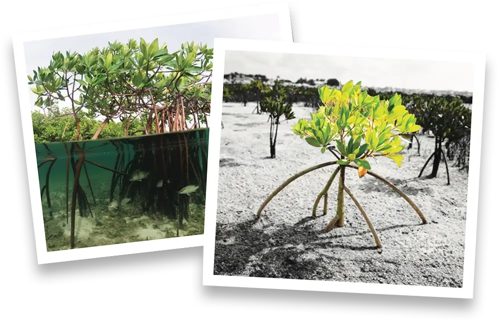 4ocean x mang why mangroves.webp__PID:23757d62-6a34-4994-82f6-fbed1c7531e7