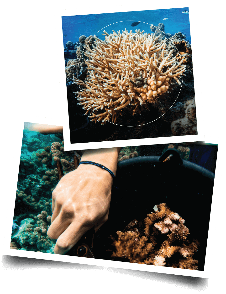 Coral Gardeners: The Restoration Collection – 4ocean