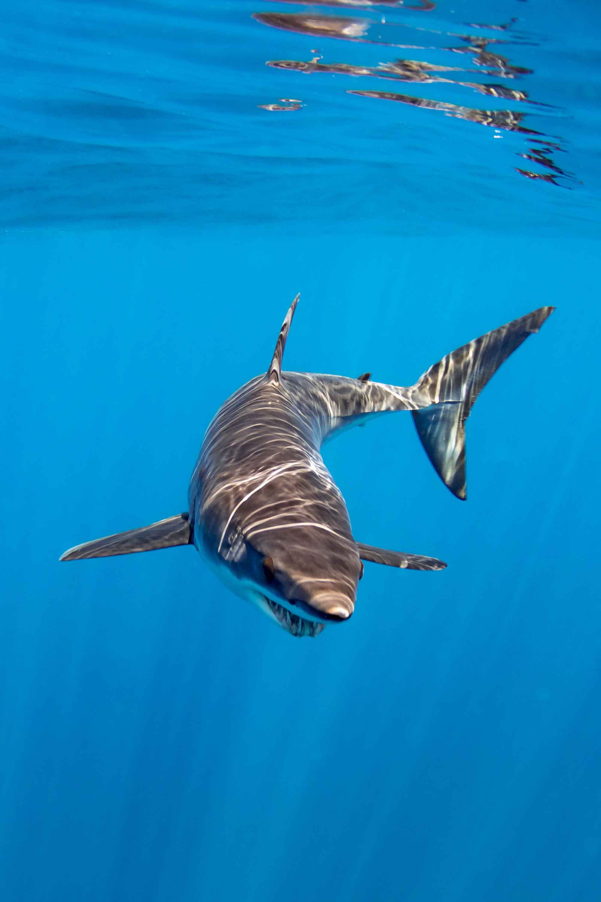 All About Mako Sharks, 4ocean Cause of the Month