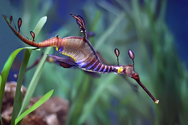 A Sea Dragon is in the Seahorse Family