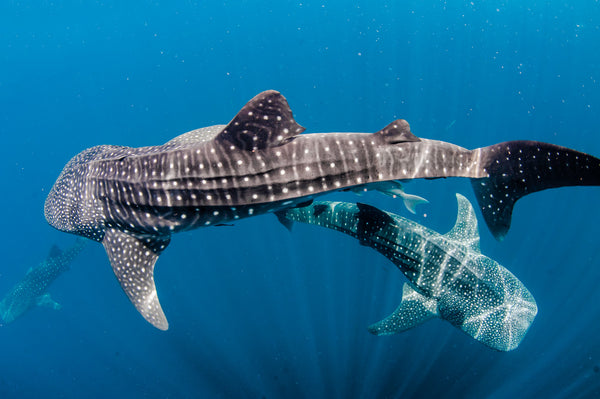 4ocean Whale Shark Bracelet Guy Harvey Ocean Foundation Ocean Cleanup Bracelet