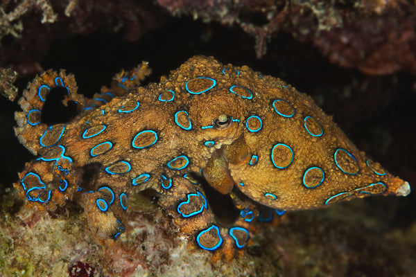 4ocean Octopus Bracelet