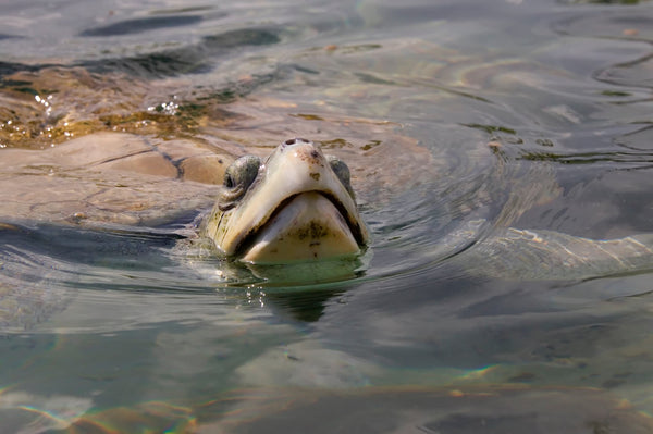 Endangered Kemp's Ridley Sea Turtle