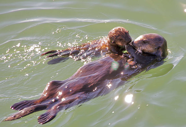 Sea Otter Mom and Pup - 4ocean Sea Otter Bracelet