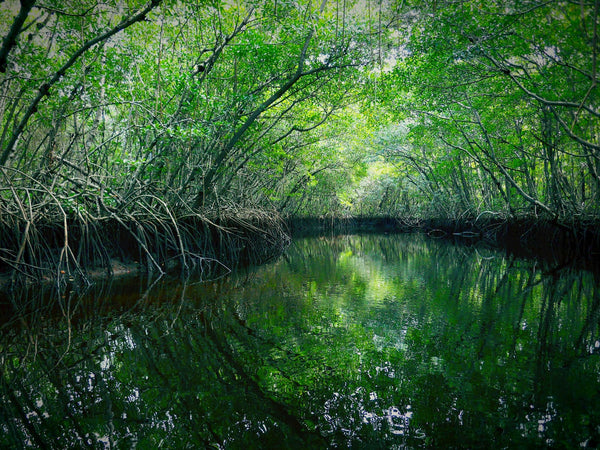 Mangroves in Everglades National Park - 4ocean Everglades Bracelet