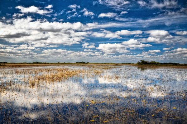 The River of Grass - Florida Everglades - 4ocean Everglades Bracelet