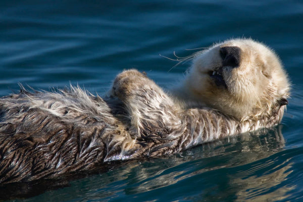 Sea Otter Sleeping - 4ocean Sea Otter Bracelet