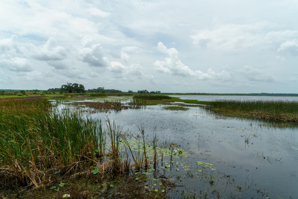 Shingles Creek Lake Tohopekaliga Kissimmee Florida