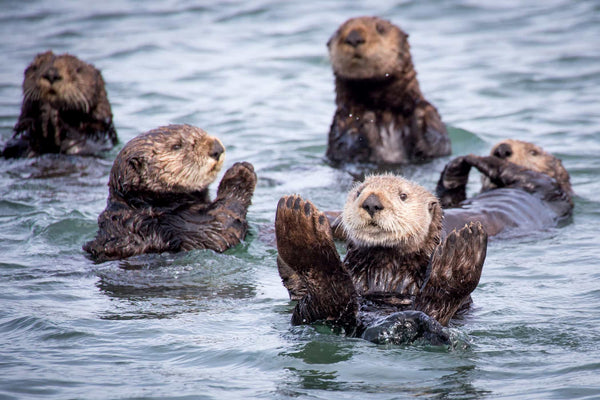 Sea Otters Floating on Water - 4ocean Sea Otter Bracelet 