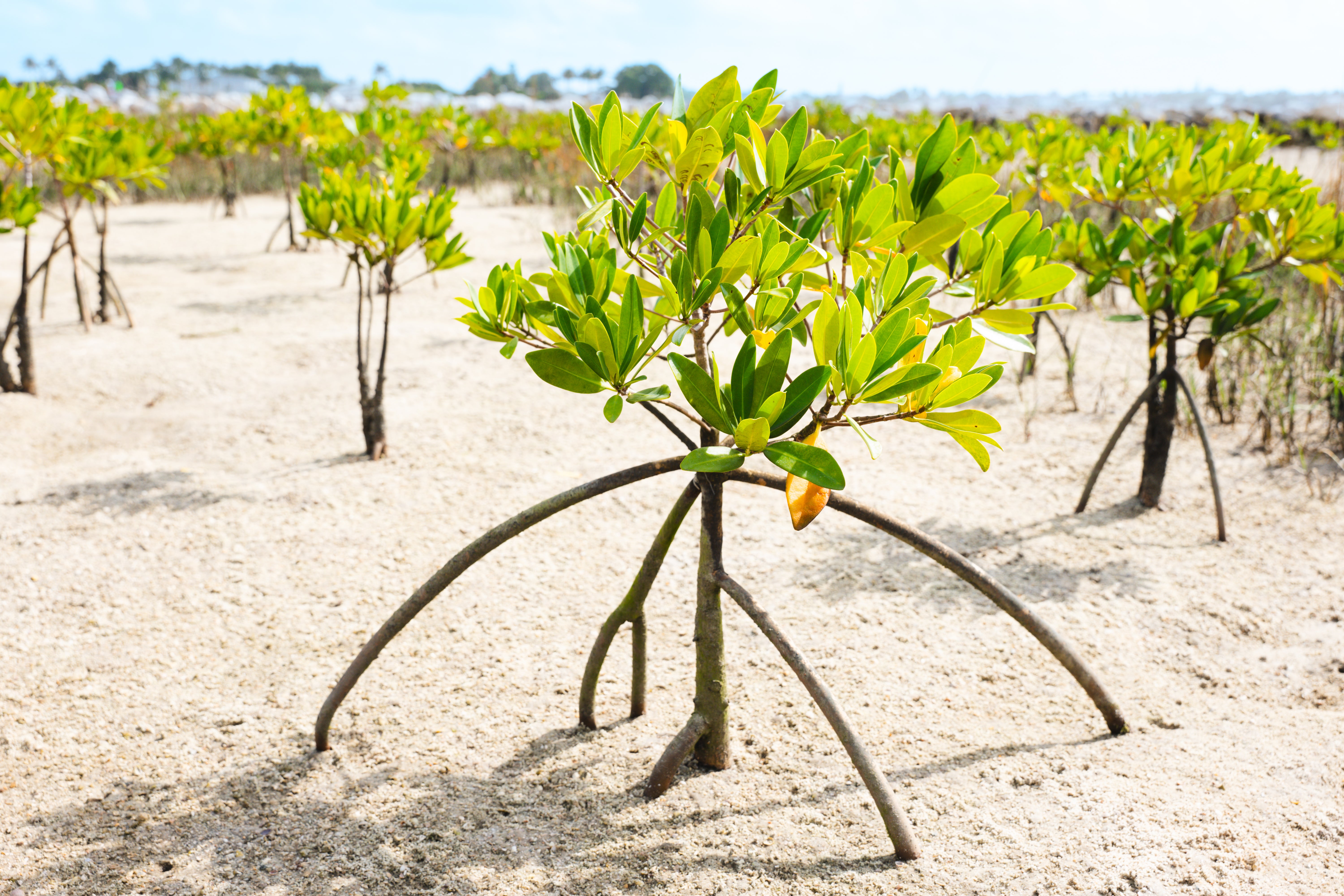 Red Mangrove.jpg__PID:3491d9b2-6f90-4350-b8e1-a92a9dfde953