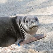 Hawaiian monk seal with radio tracking collar after release