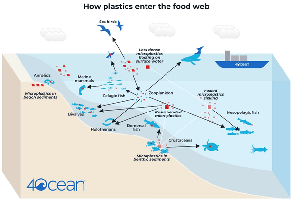 Microplastics in the Food Web
