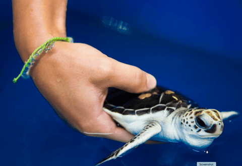 4Ocean Loggerhead Sea Turtle Bracelet