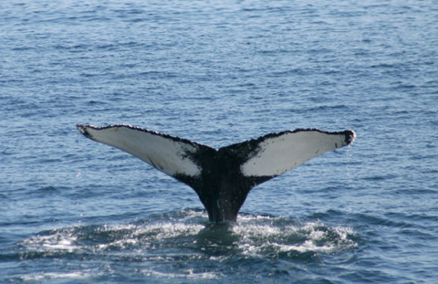 4ocean Whale Adoption - Salt
