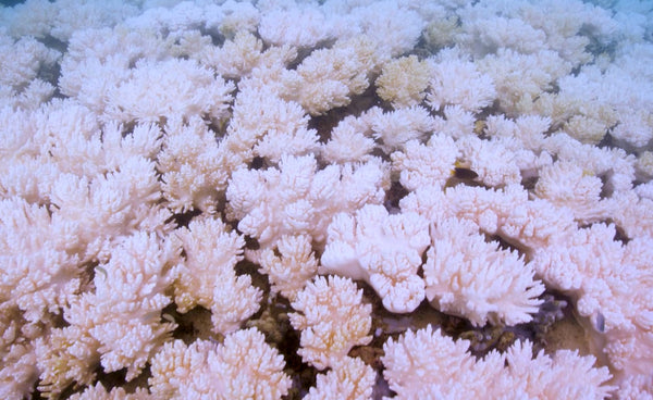 Bleaching Event on the Great Barrier Reef