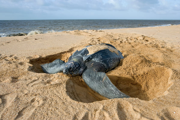Female Leatherback Nesting on Beach