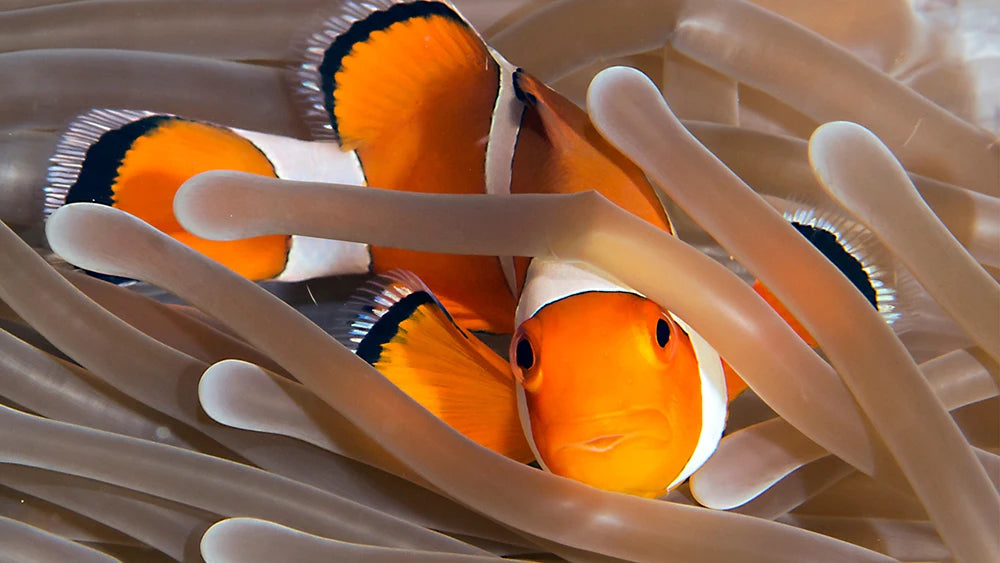 clownfish.webp__PID:2bfede32-b80e-4062-bd33-860229962661