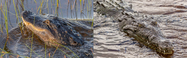 American Alligator and American Crocodile in Everglades National Park
