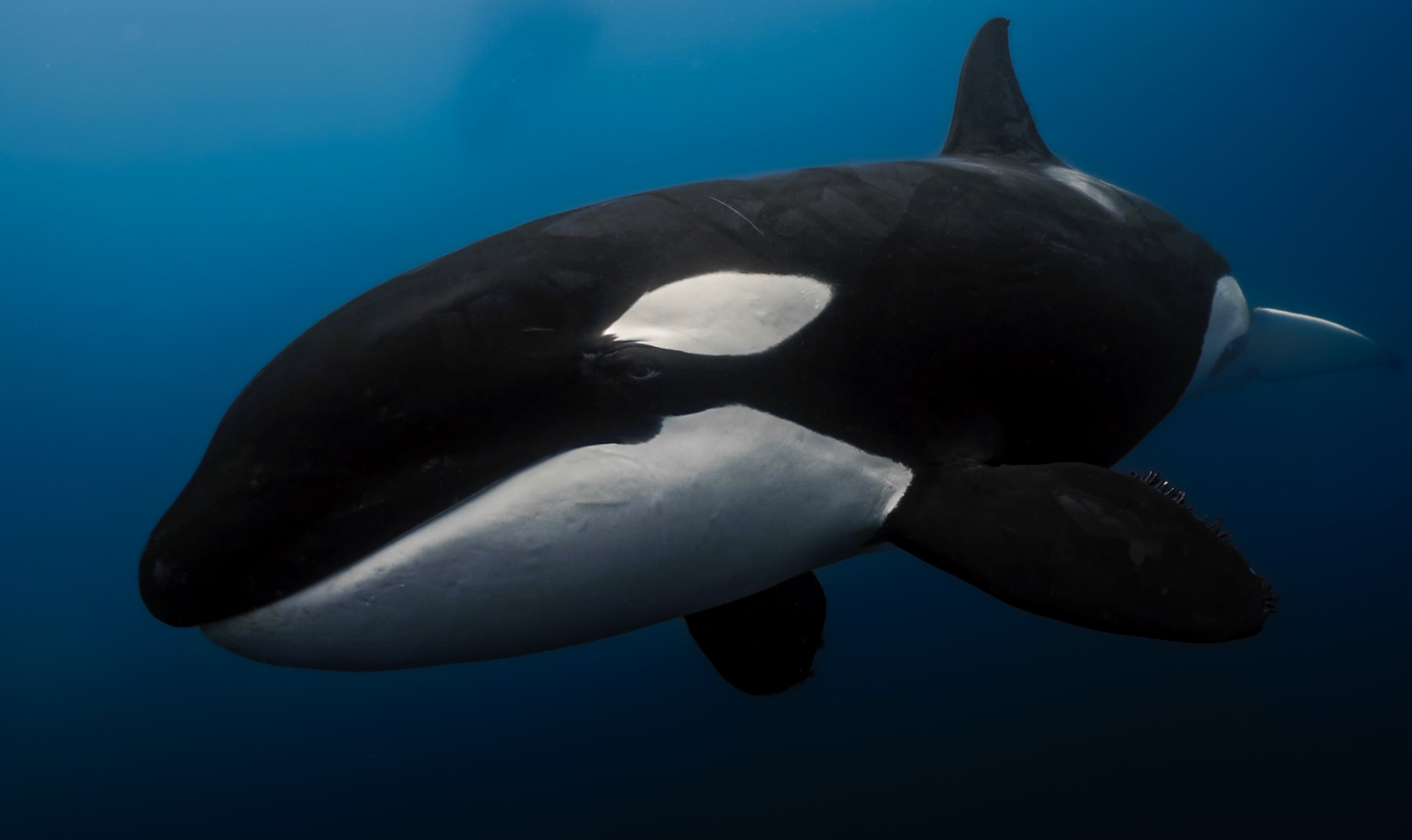 orca.jpg__PID:57865420-f678-4a1d-8bd1-c4ff24bd2069