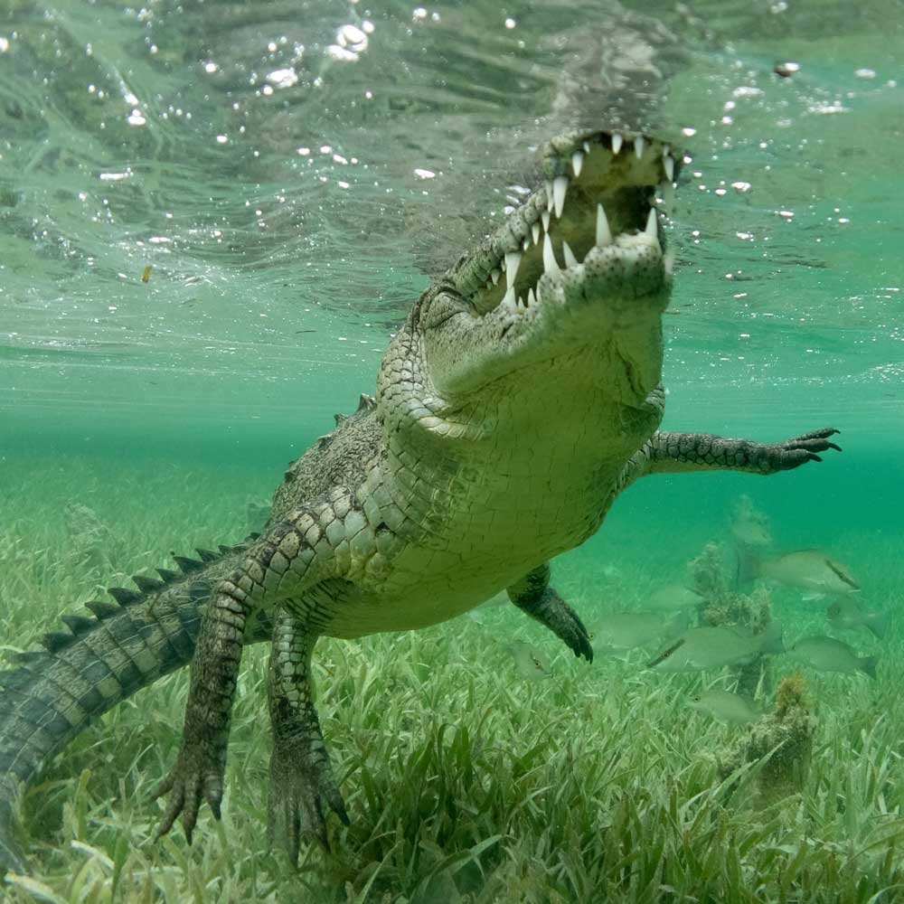 Creature Feature: Saltwater Crocodiles – 4ocean