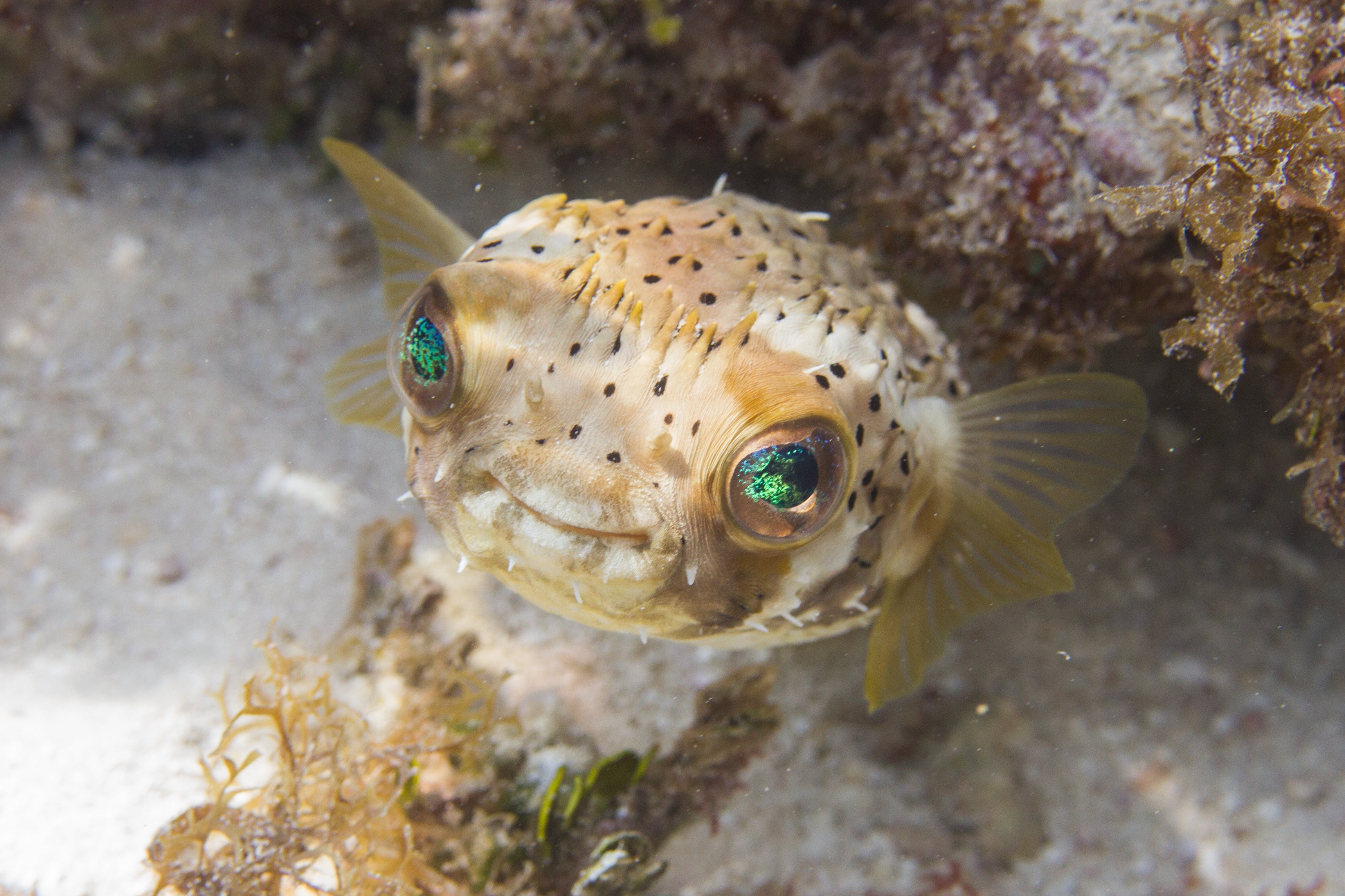 Pufferfish