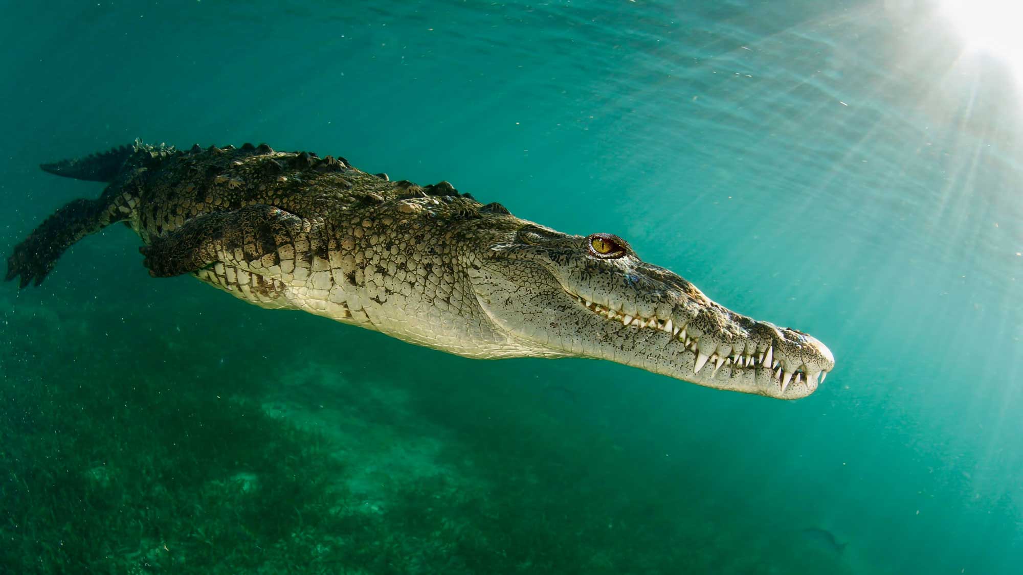 Creature Feature: Saltwater Crocodiles – 4ocean