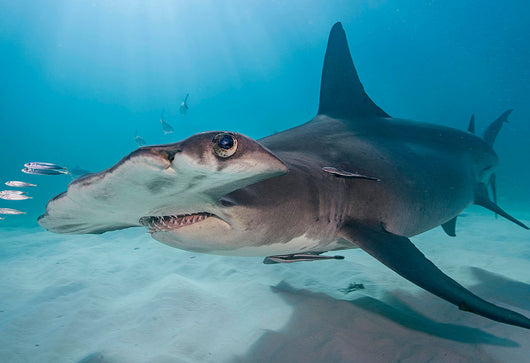Hammerhead Shark Beaded Bracelet - 4ocean