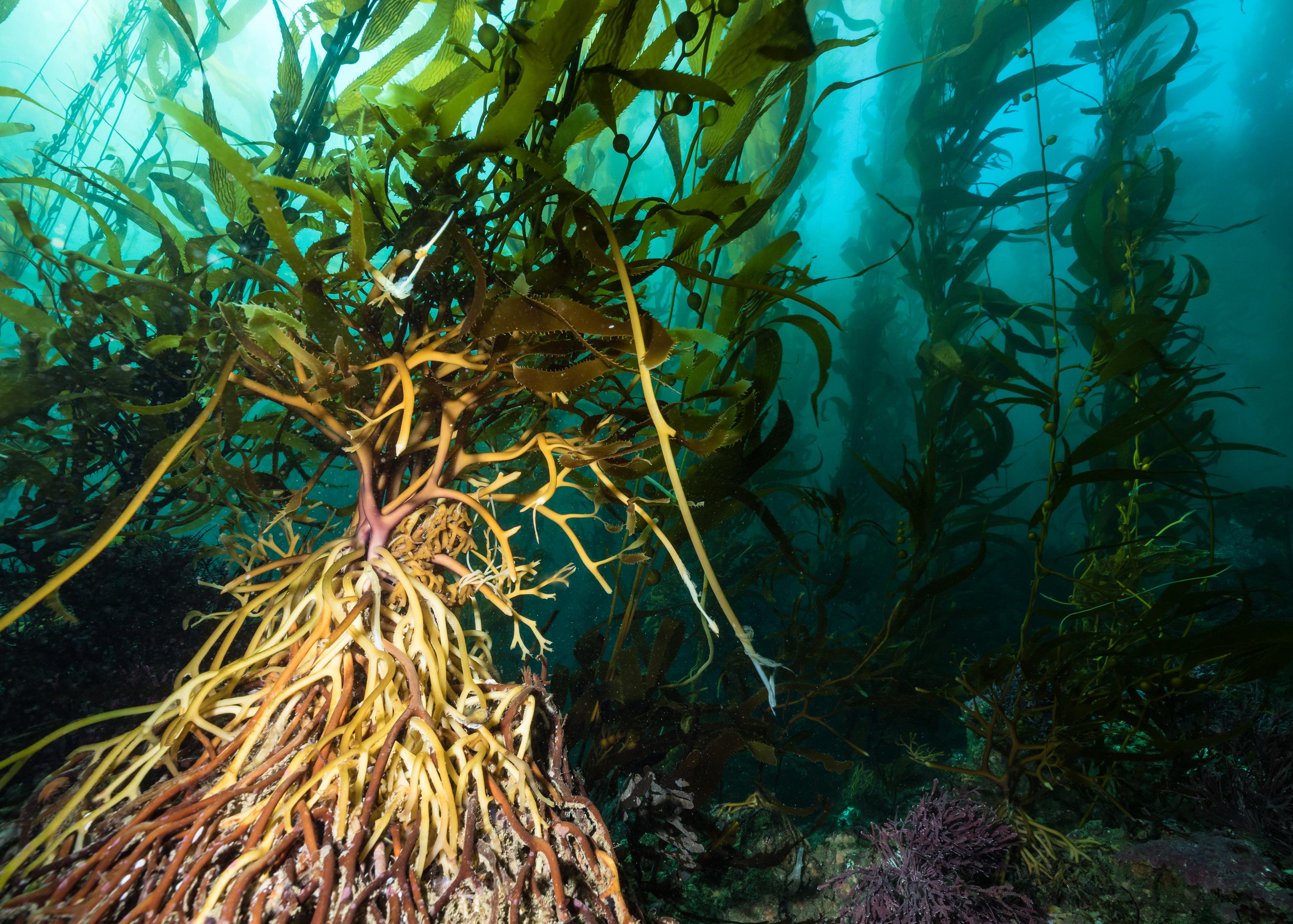 Resources :: 44c Kelp Forest Pane of ten