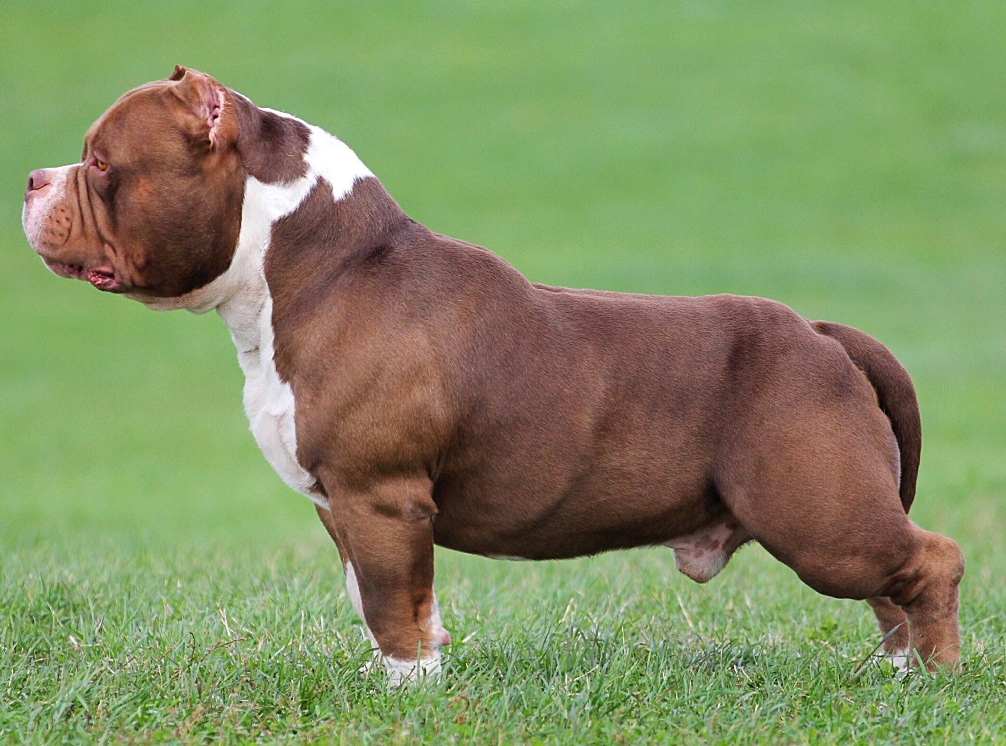 full grown pocket bully