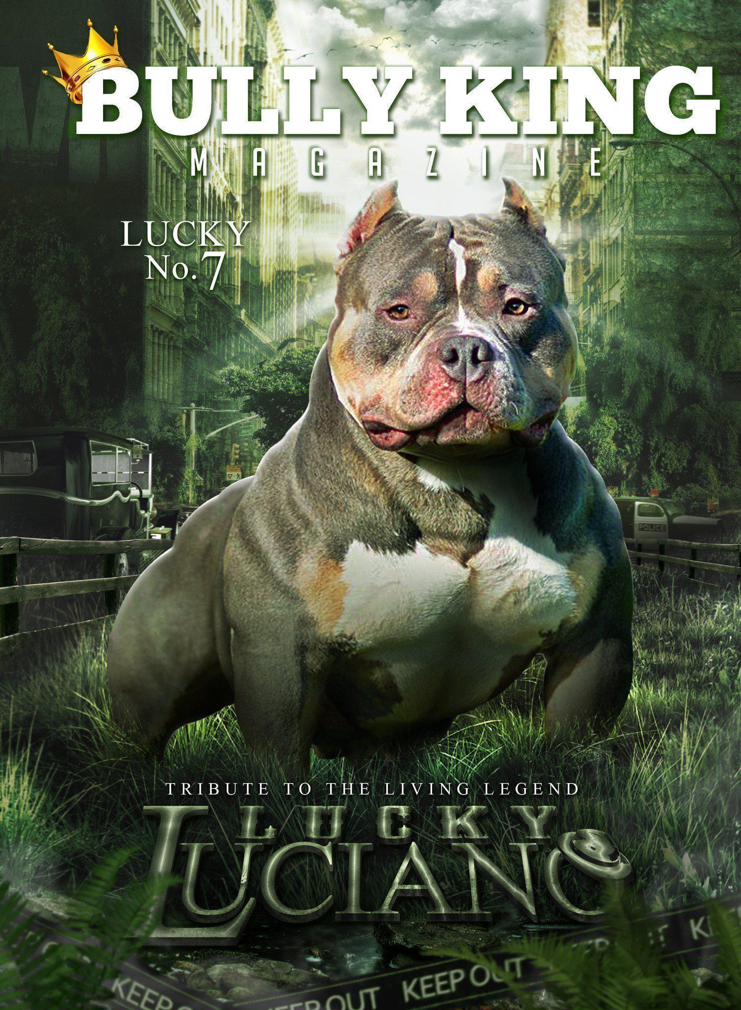 HOW MUCH DOES AN AMERICAN BULLY COST?, by BULLY KING Magazine, BULLY KING  Magazine