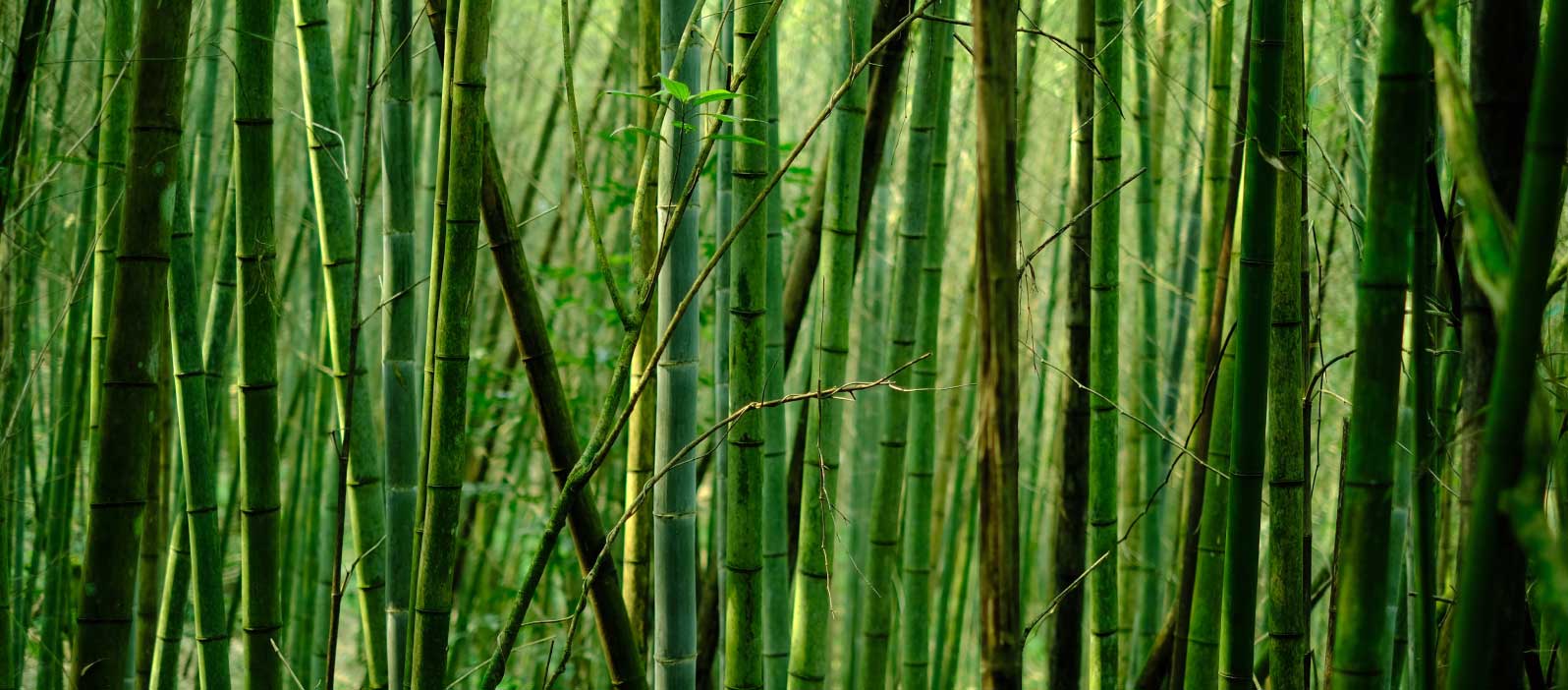 A stand of bamboo stalks.