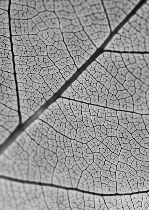 Leaf veins texture
