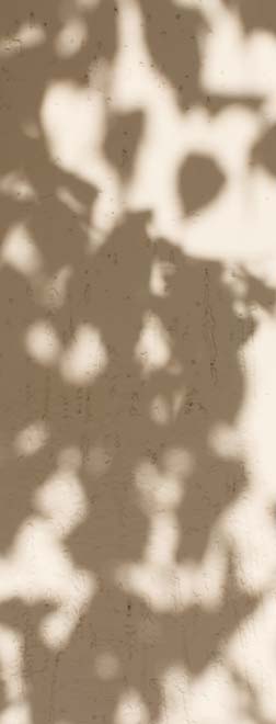 Leaf shadows cast on a wall texture
