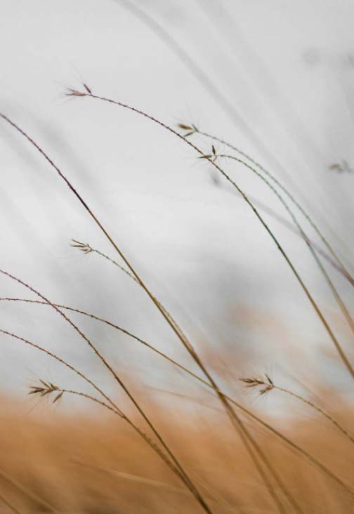 Grass stems texture