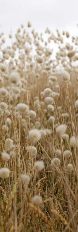 Plant stems with round fluffy tops texture