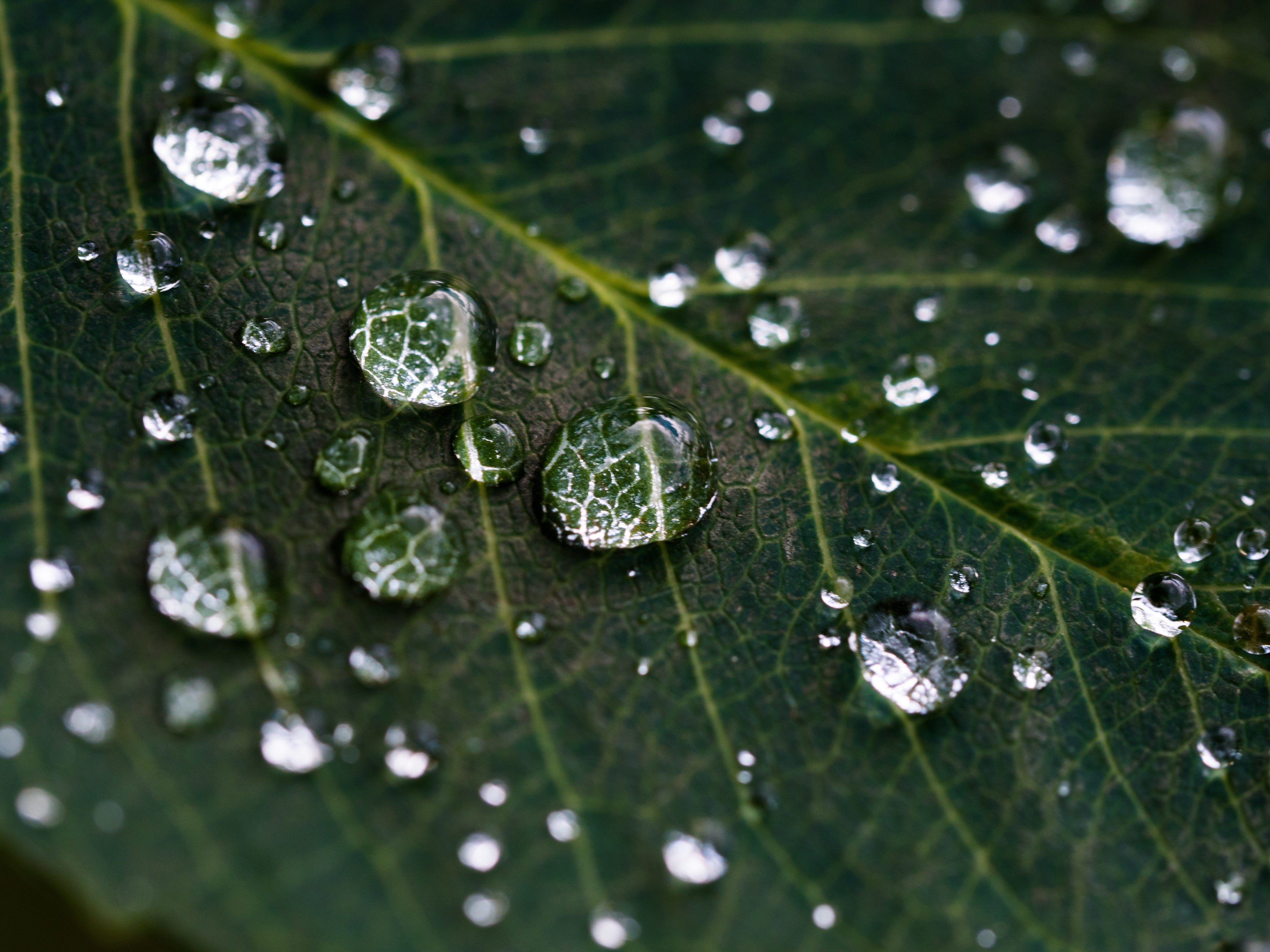 Close-up crop of a deep green leaf with water droplets on it