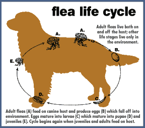 Baltic Essentials Amber has Flea Prevention