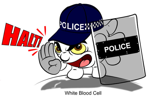 White Blood Cells