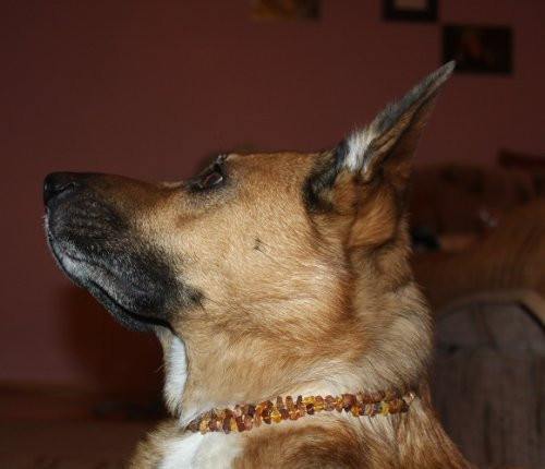 amber collar for dogs