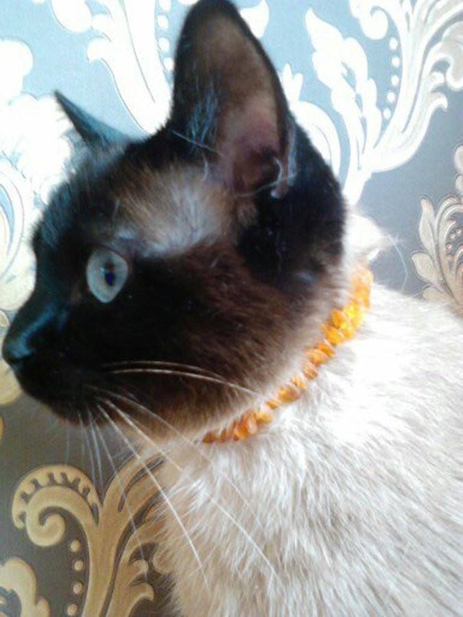 amber cat collar