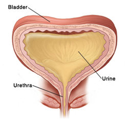 Bladder anatomy - full bladder and urethra