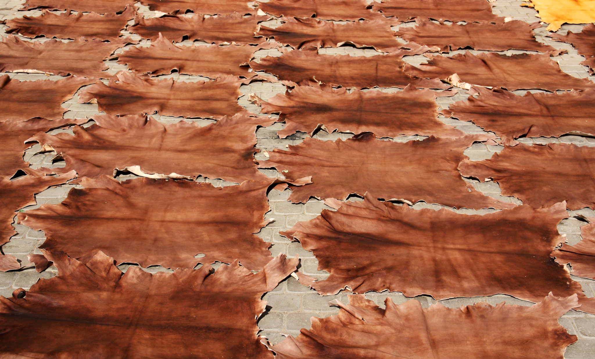 leather drying in morocco