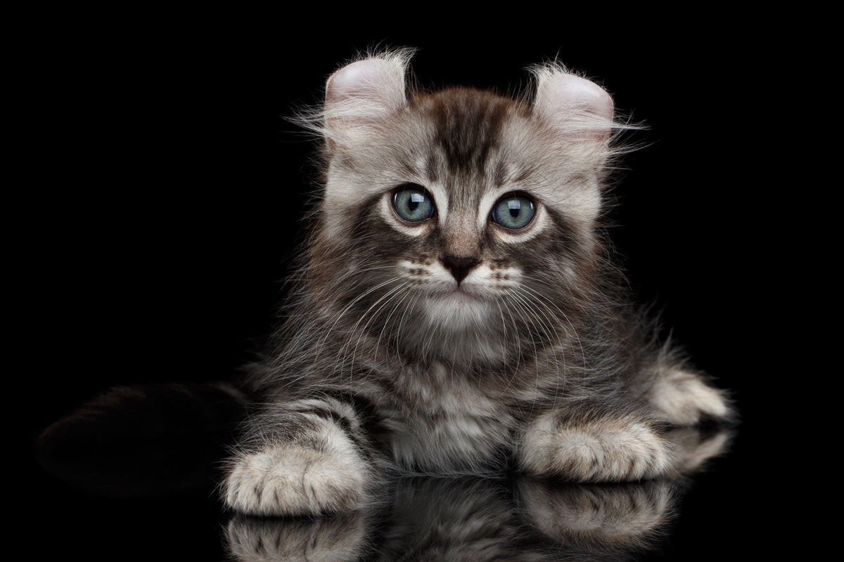 american curl cat