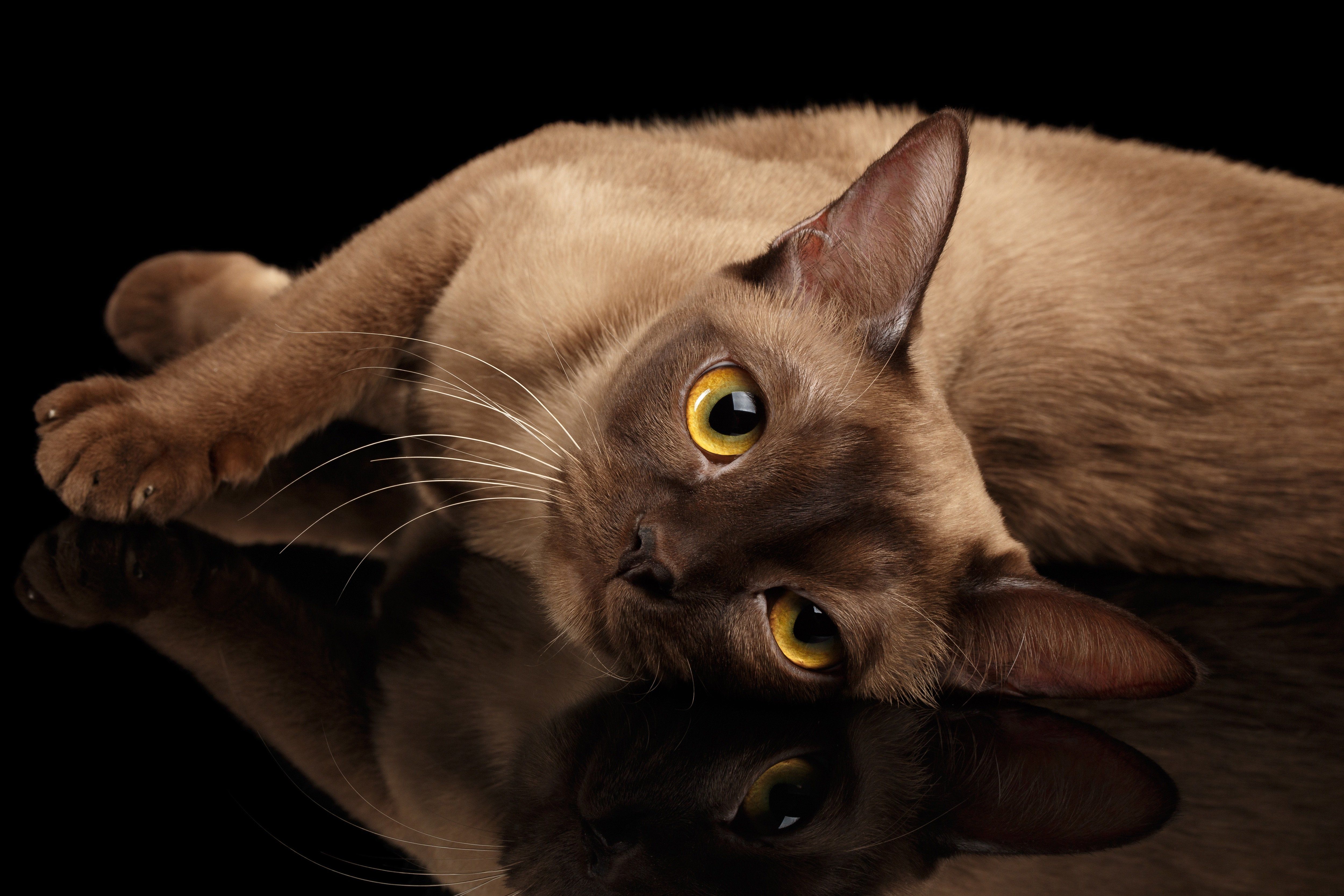 facts about burmese cats