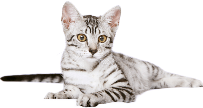 egyptian mau house cats