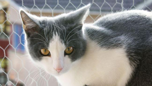 Three Favorite Bicolor Cats