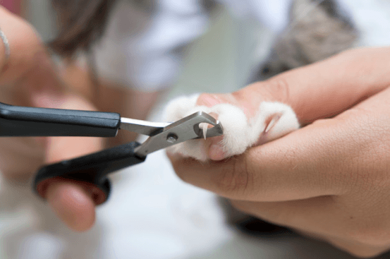 how to cut cat nails