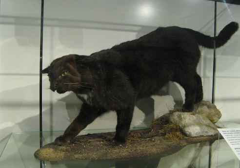 Kellas Hybrid Cat